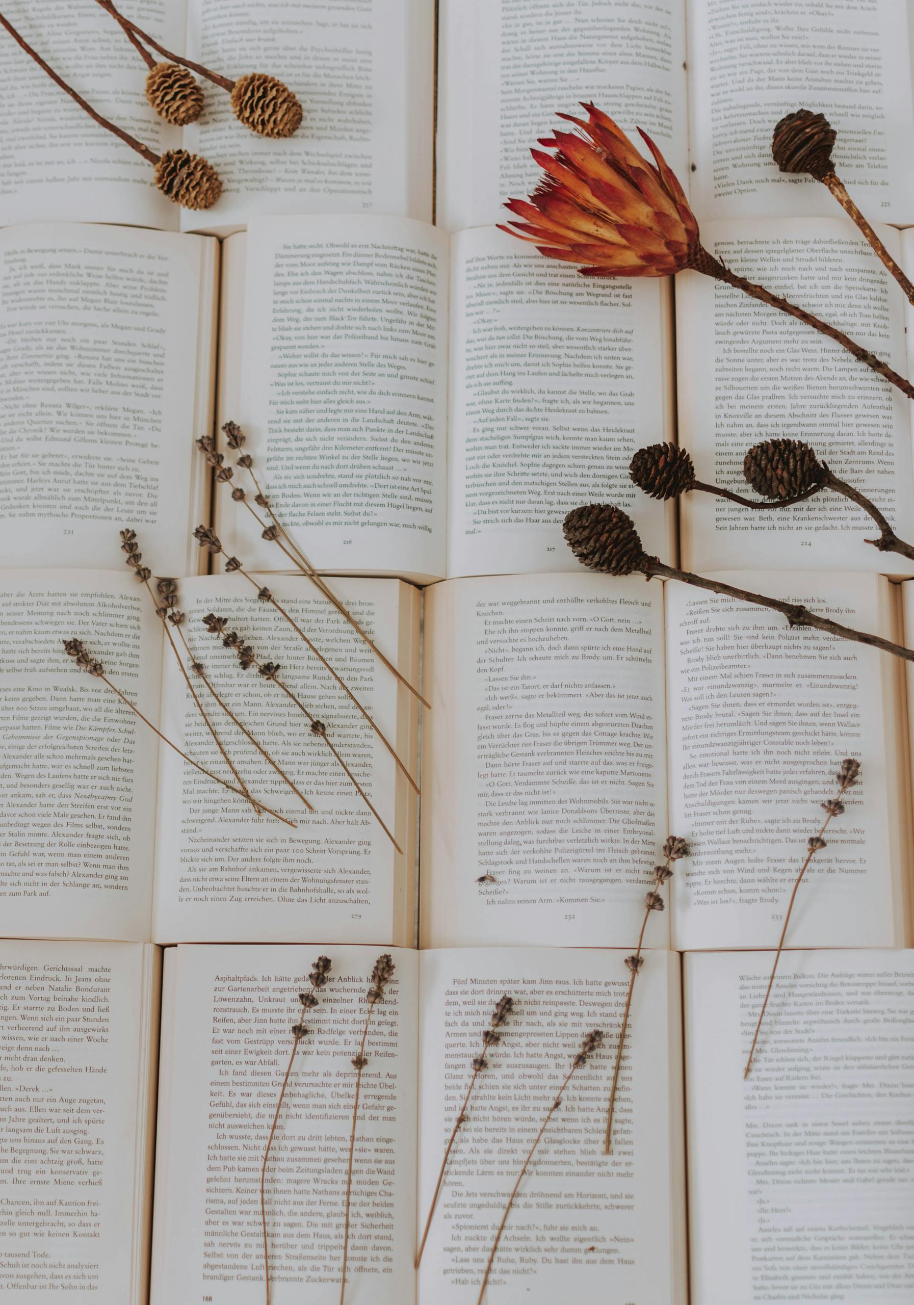 Photo Of Dried Pin Cones On Top Of Books